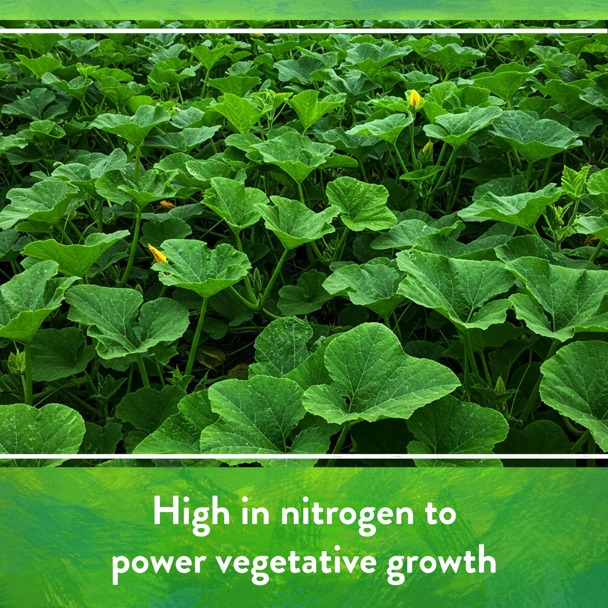 Down To Earth Bat Guano foliar spray mix improves leaf uptake.