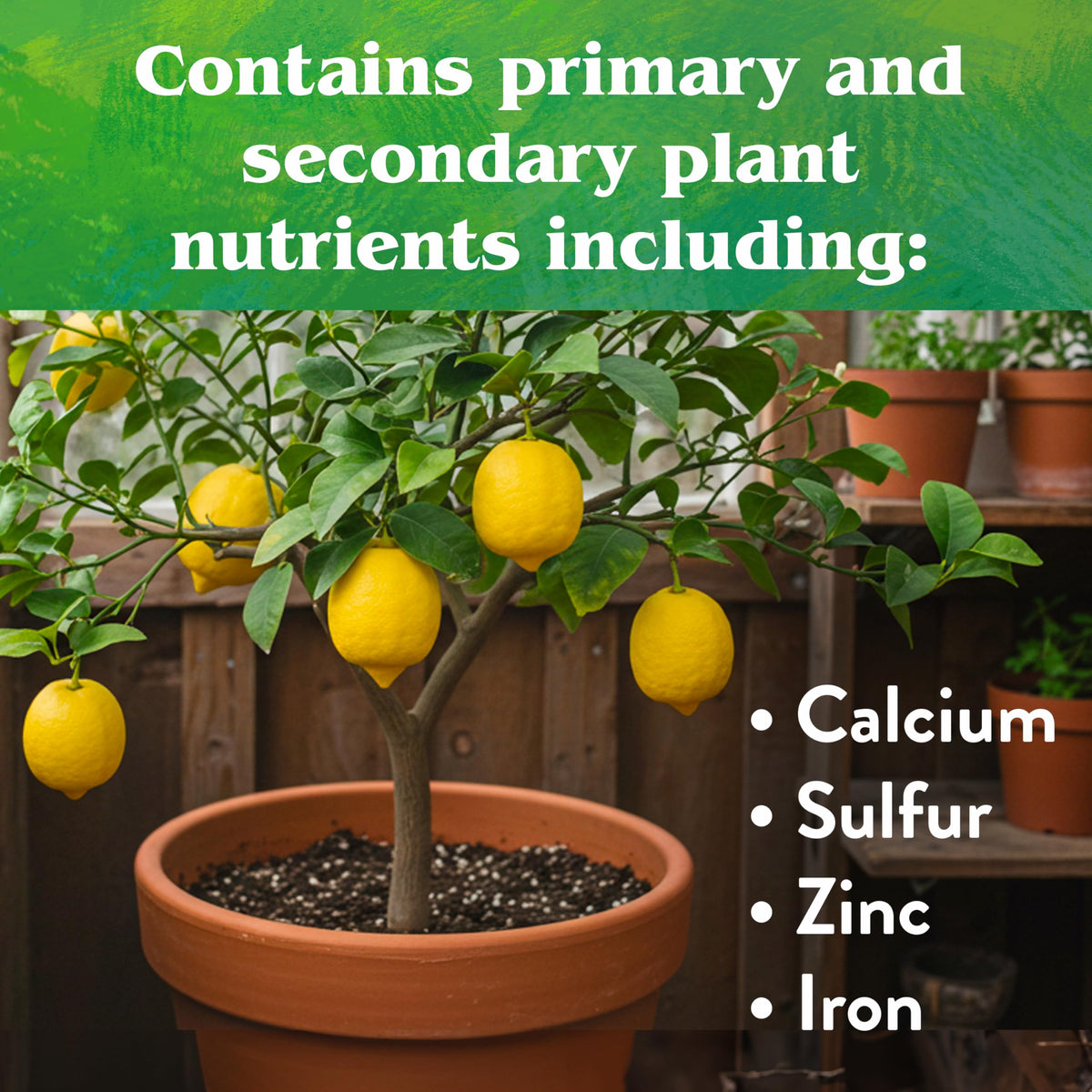 Down To Earth Citrus Mix applied around a citrus plant with lush foliage