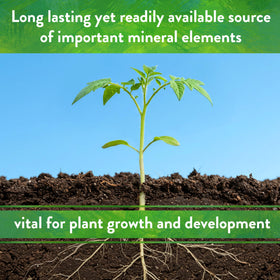 Garden bed growth after Langbeinite treatment