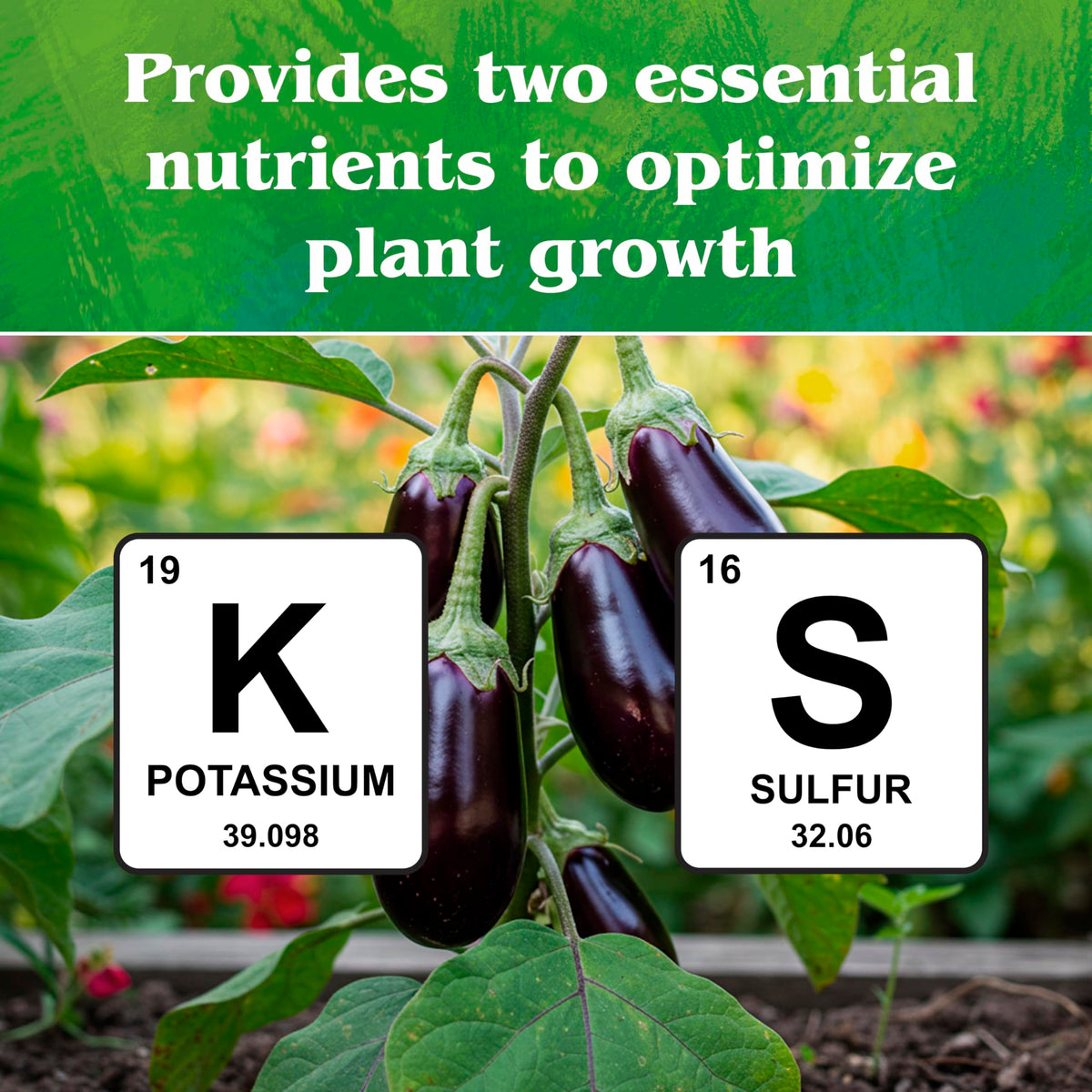 Down To Earth Potassium sulfate for fertigation supports uniform nutrient delivery.