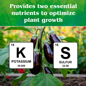 Down To Earth Potassium sulfate for fertigation supports uniform nutrient delivery.