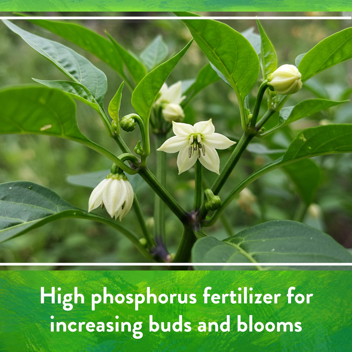 Strong root development with Down To Earth Seabird Guano for better nutrient uptake
