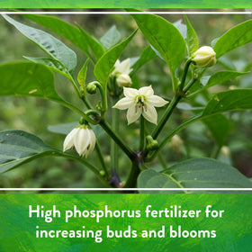 Strong root development with Down To Earth Seabird Guano for better nutrient uptake