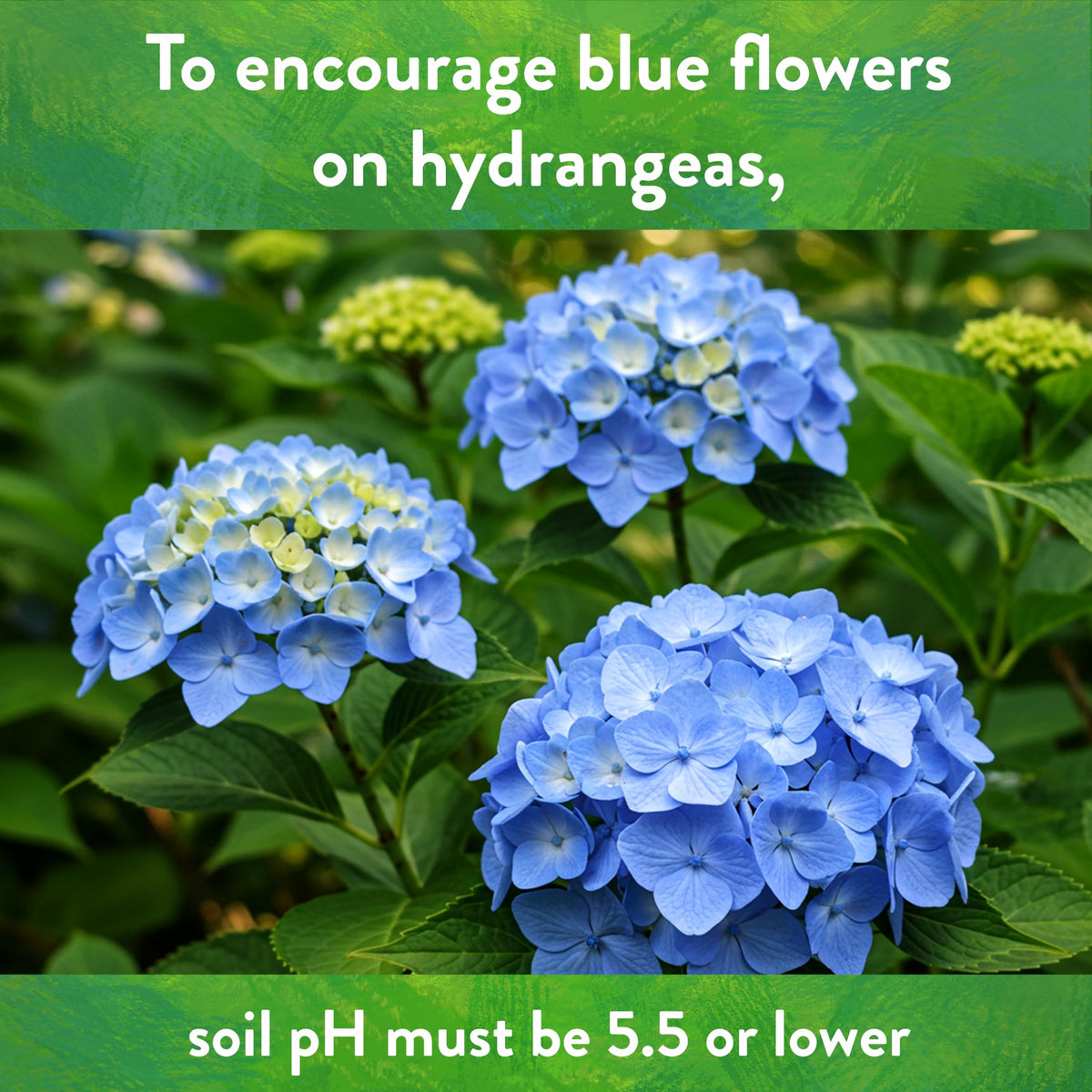 Down To Earth sulfur acidifier used in container garden.
