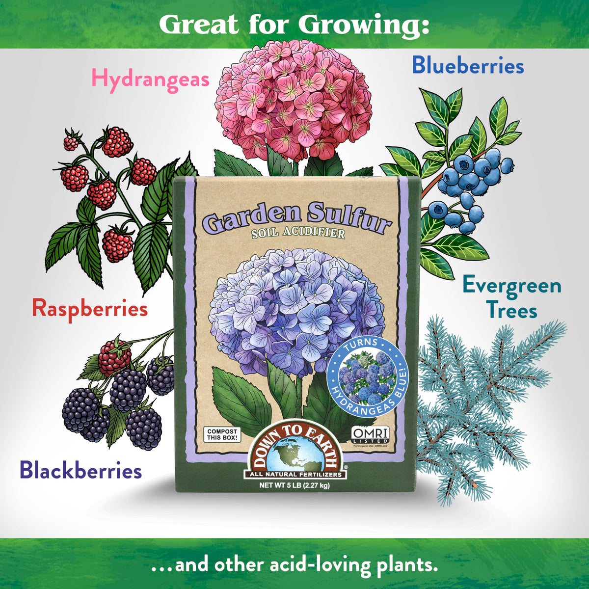 Down To Earth sulfur acidifier applied to hydrangea soil for vibrant blooms.