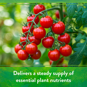 Tomatoes and vegetables thrive using Down To Earth soil amendment.