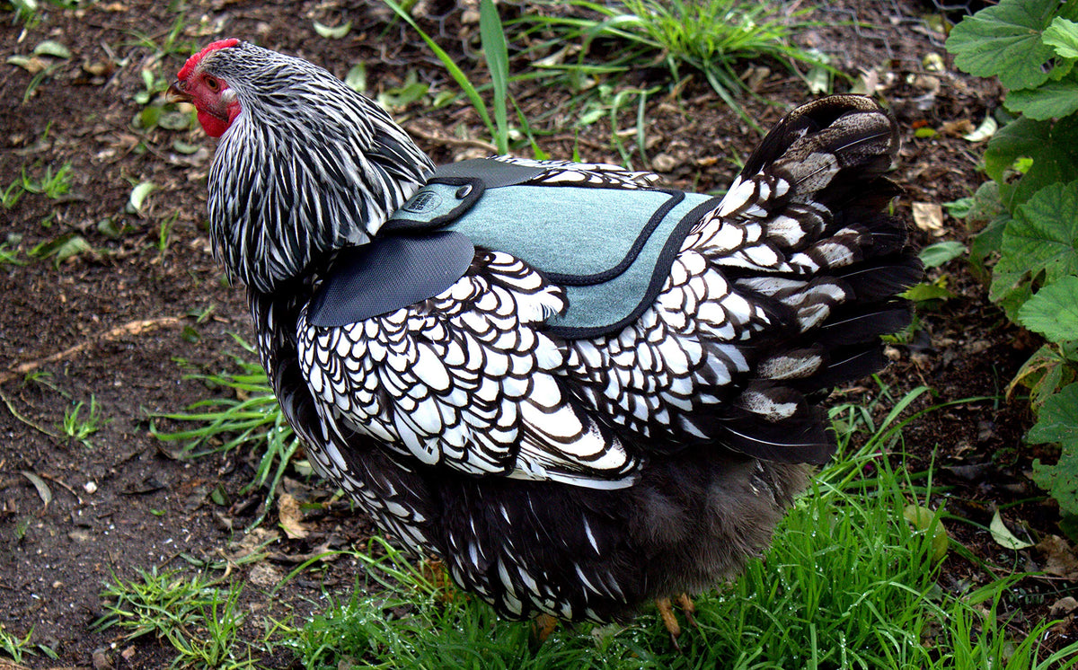 Down Under Outdoors double-stitched saddle endures daily wear on active hens.