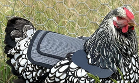 DOWN UNDER OUTDOORS feather-pecked birds may recover with breathable coverage.