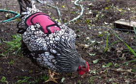 Down Under Outdoors shoulder cover attached for extra plumage protection.