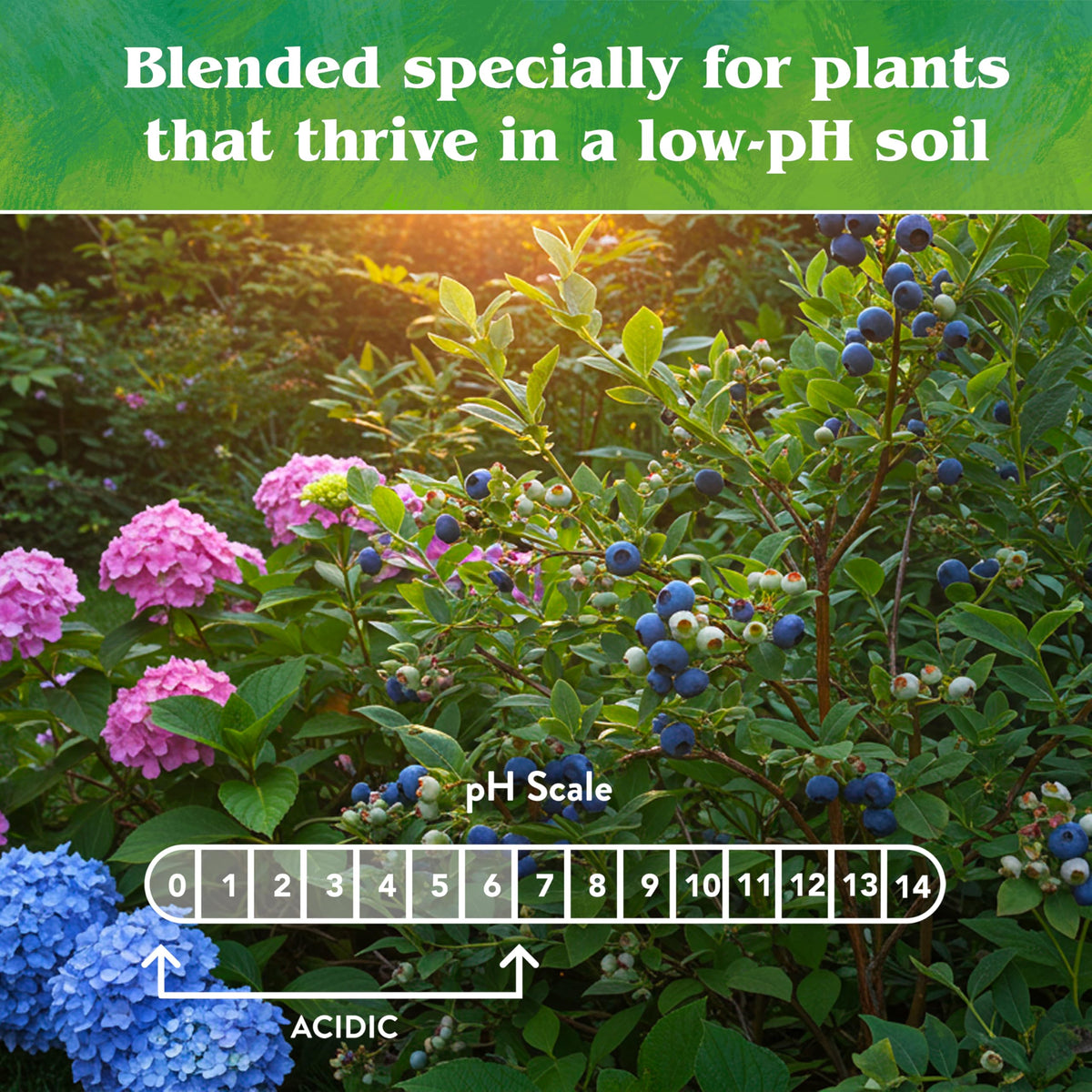 Down To Earth Acid Mix for evergreens sustains long-lasting green color in low-pH soils