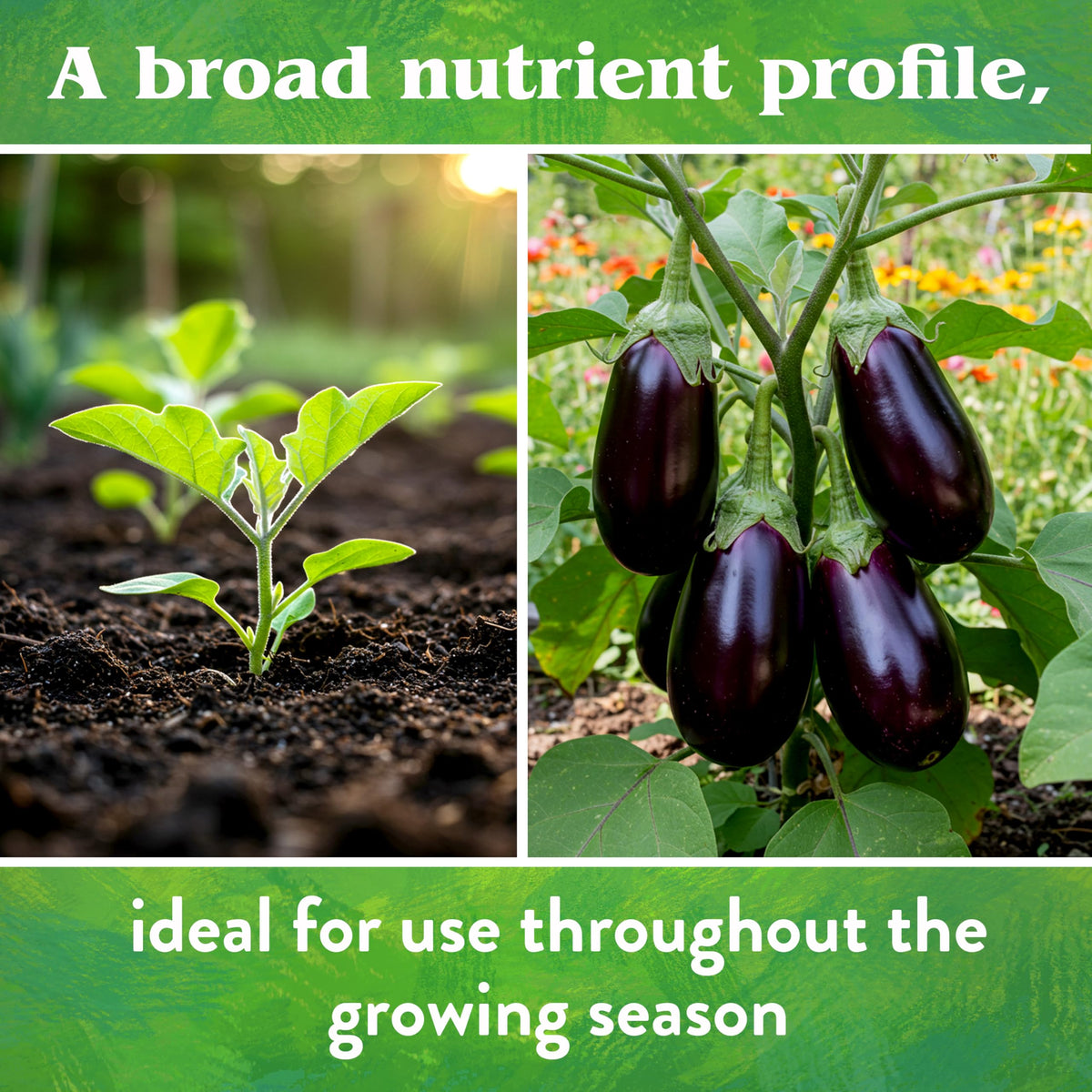 Applied to raised beds for steady nourishment and less leaching