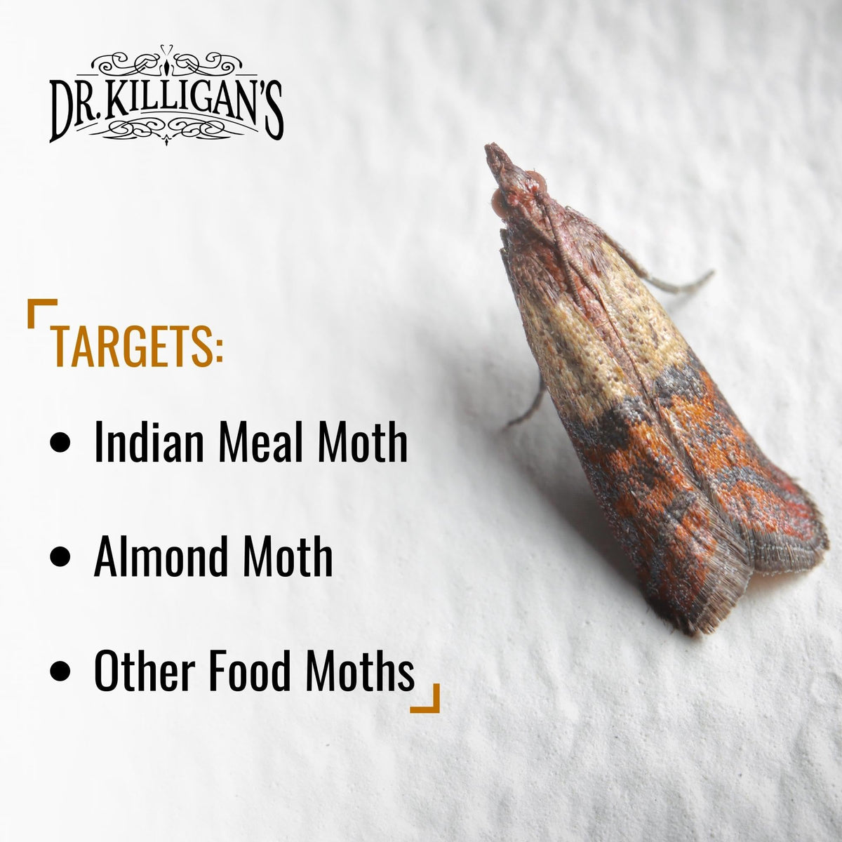 Dr. Killigan's sticky glue close-up emphasizing strong adhesion with captured pests