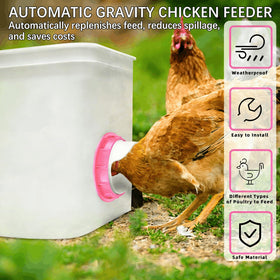 DSTANA gravity automatic feeder cup provides continuous fresh feed for hens.