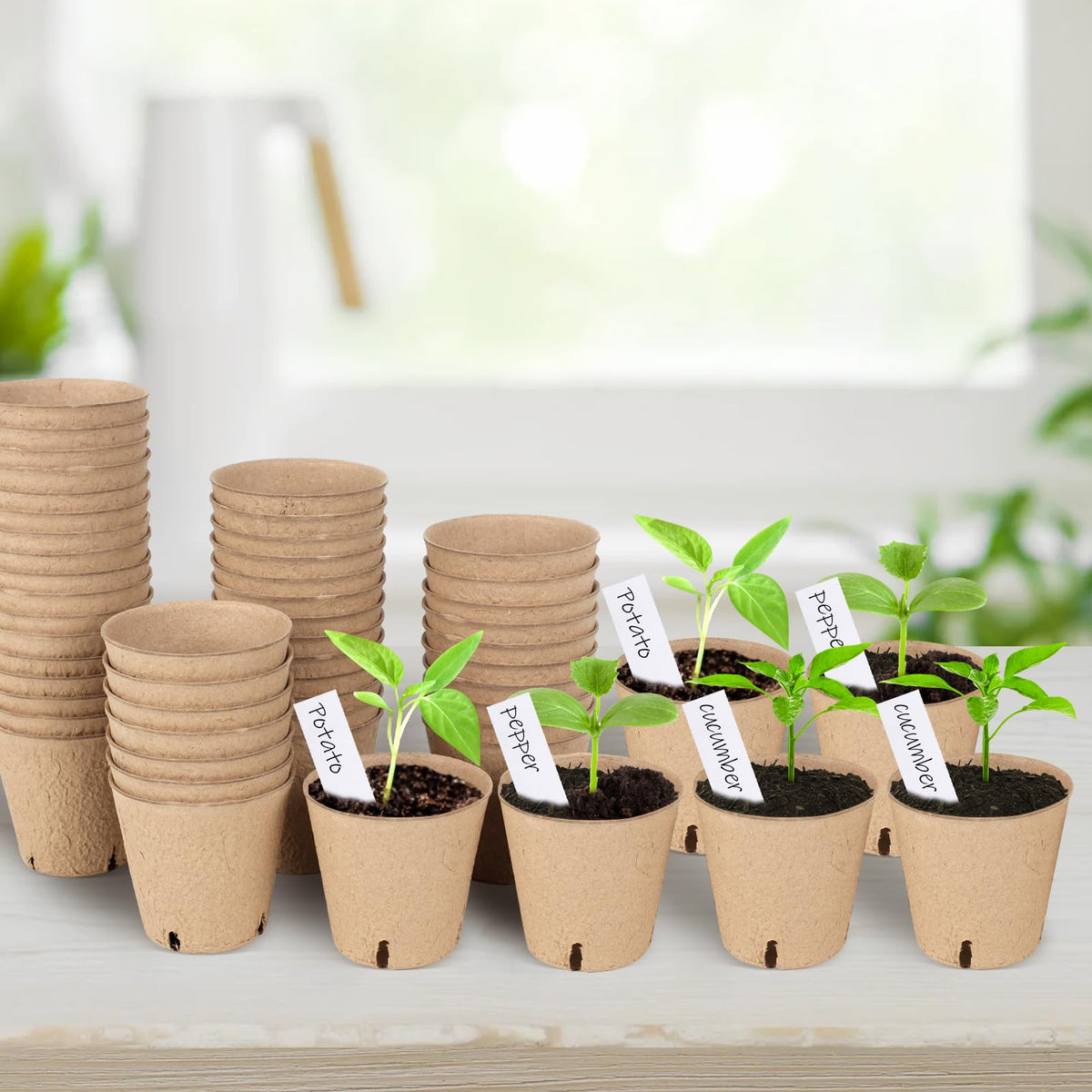 DSUWAZU direct-planting design reduces transplant shock in garden beds.