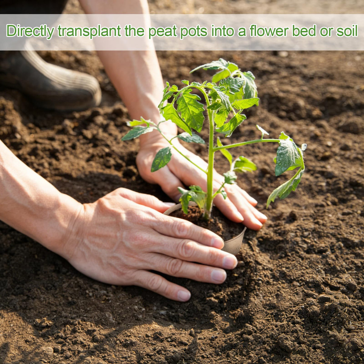 DSUWAZU eco-friendly biodegradable pots decompose to enrich soil.