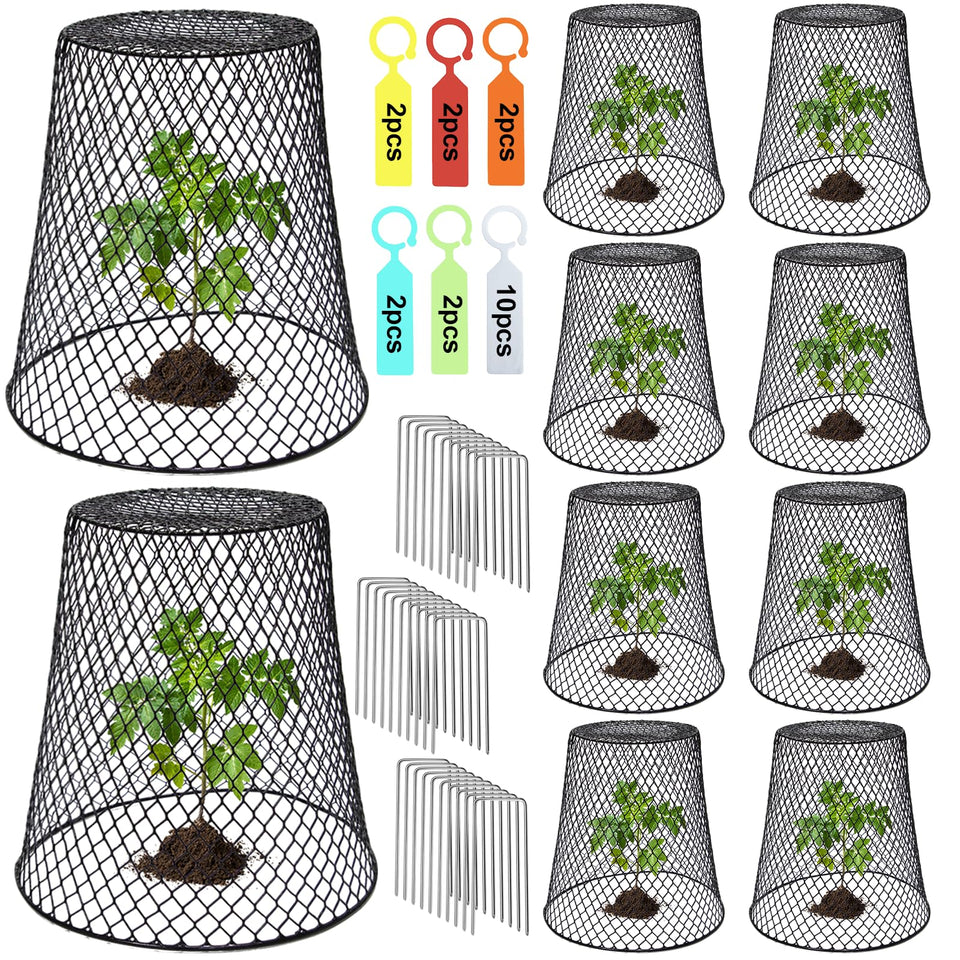 Dukelai chicken wire cloche 9x9 cover protects young plants from pests while allowing sunlight.