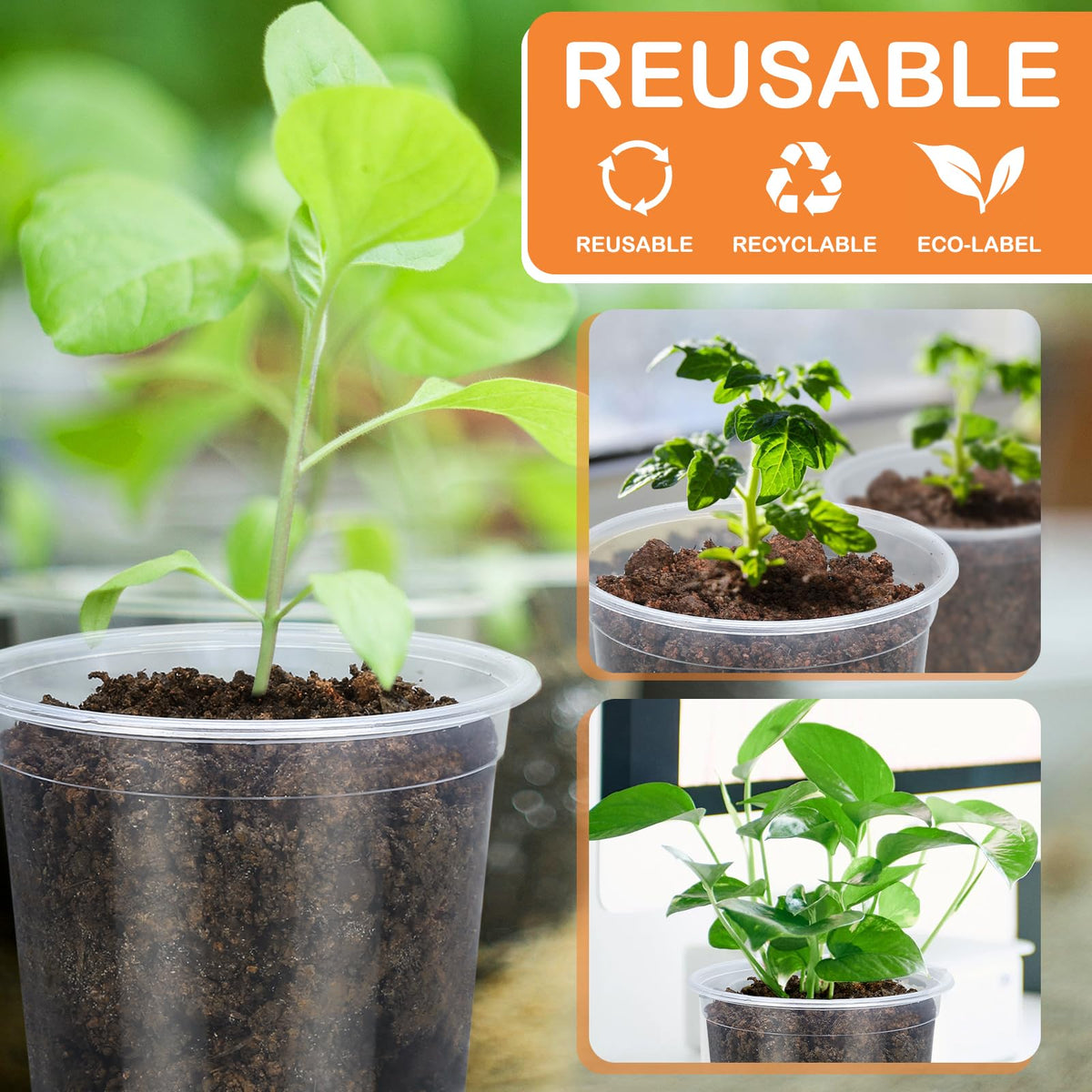 DUNPUTE 6-inch clear nursery pot suitable for transplant-ready plants and visible roots.