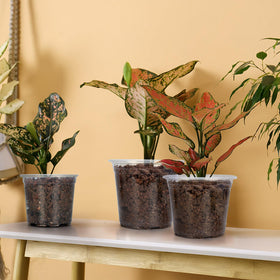 DUNPUTE durable PP nursery pot designed for reuse and easy cleaning.