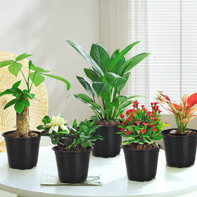DUNPUTE pots ideal for seedling transplanting indoors or outdoors.