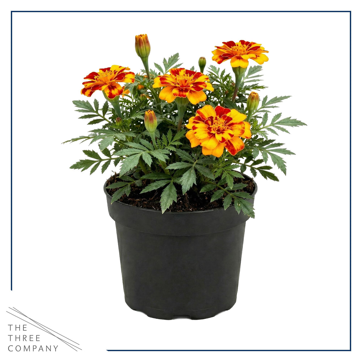 Durango Bolero early-bloom marigold adding bright spring color to beds.