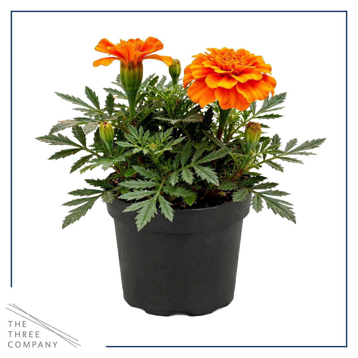 Durango Orange marigold bloom closeup showcasing bold petals.