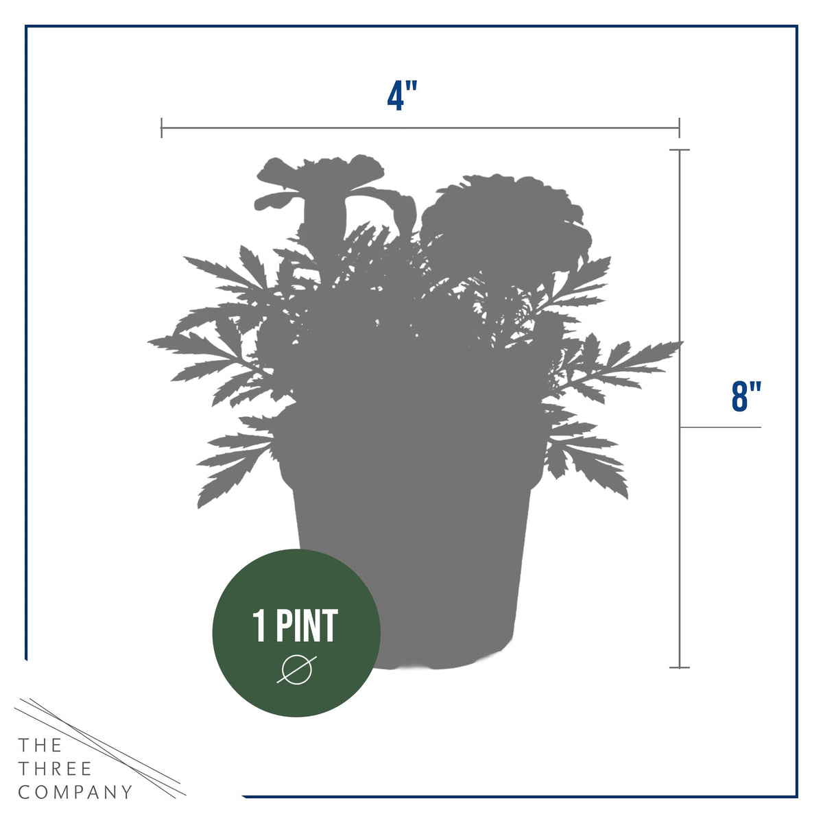 Durango Orange marigold container idea for sunny patio displays.