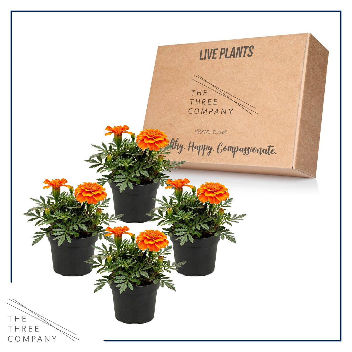 Durango Orange marigold edge-border planting for compact spring color.
