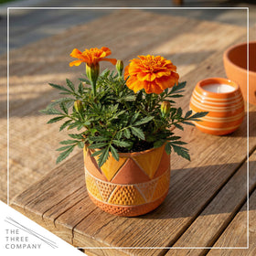 Durango Orange marigold garden-ready in spring with reliable color.