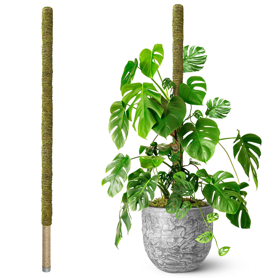Duspro 80-inch moss pole assembly for tall climbing plants like Monstera
