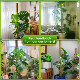 Duspro 80-inch moss pole supports tall indoor plants and vertical growth