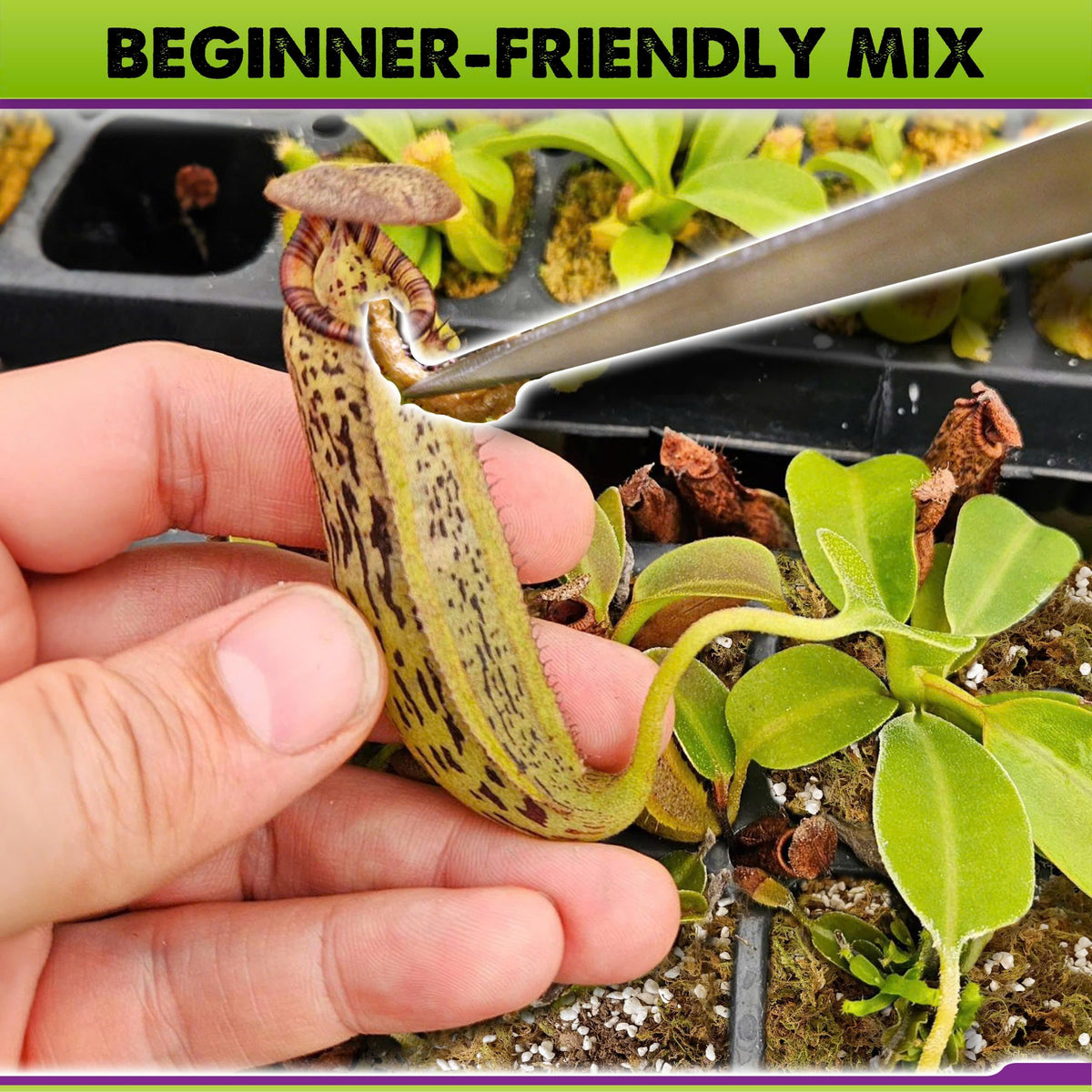 Duspro pitcher plant care mix provides stable moisture without added nutrients.