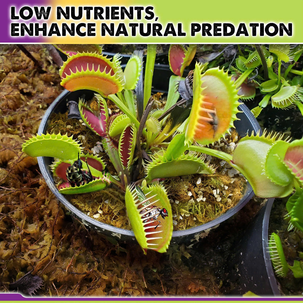 Duspro sundews-friendly soil maintains humidity for thriving sundews.