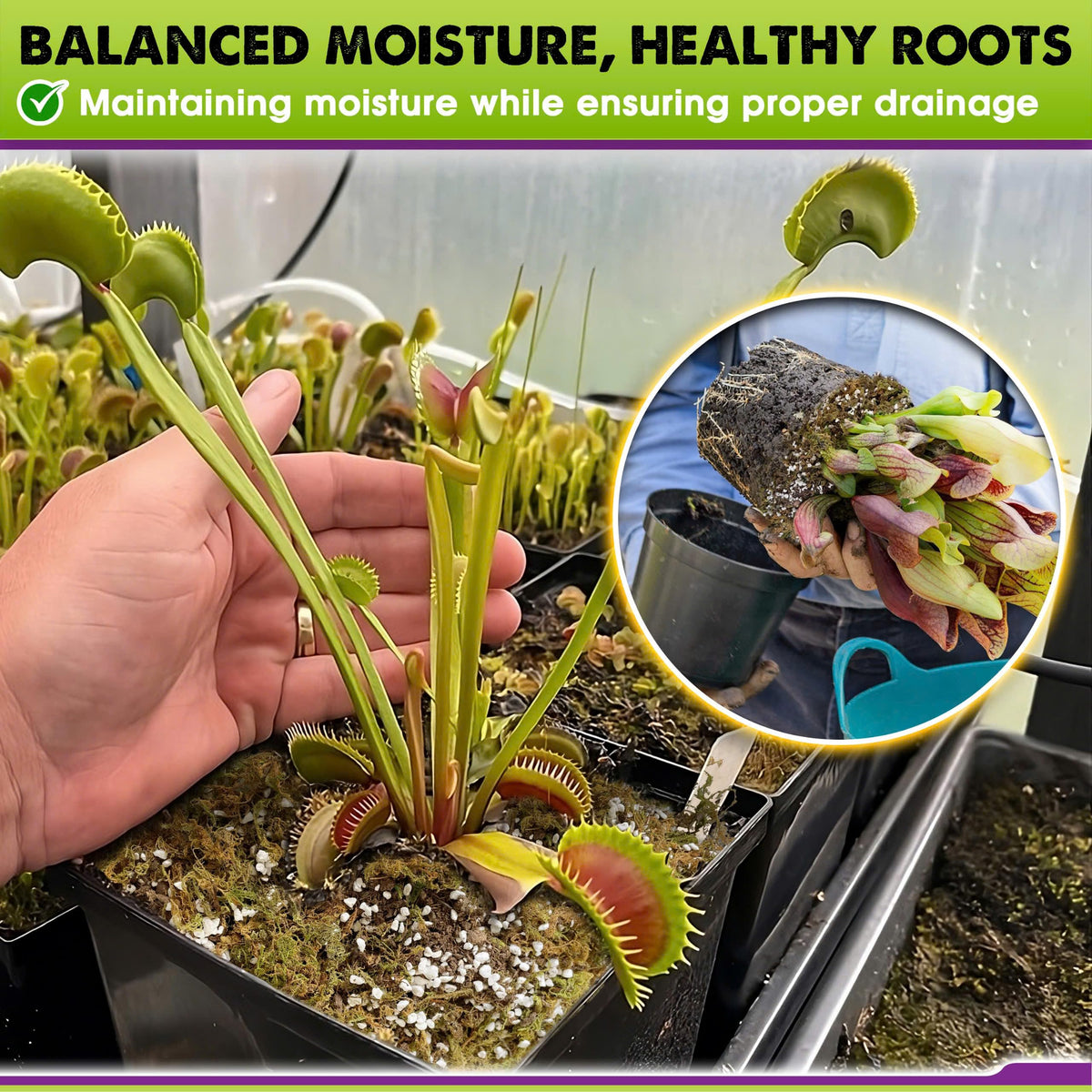 Duspro Venus fly trap soil mix shown for terrarium-ready setup.