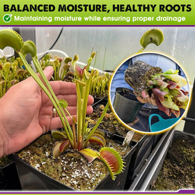 Duspro Venus fly trap soil mix shown for terrarium-ready setup.