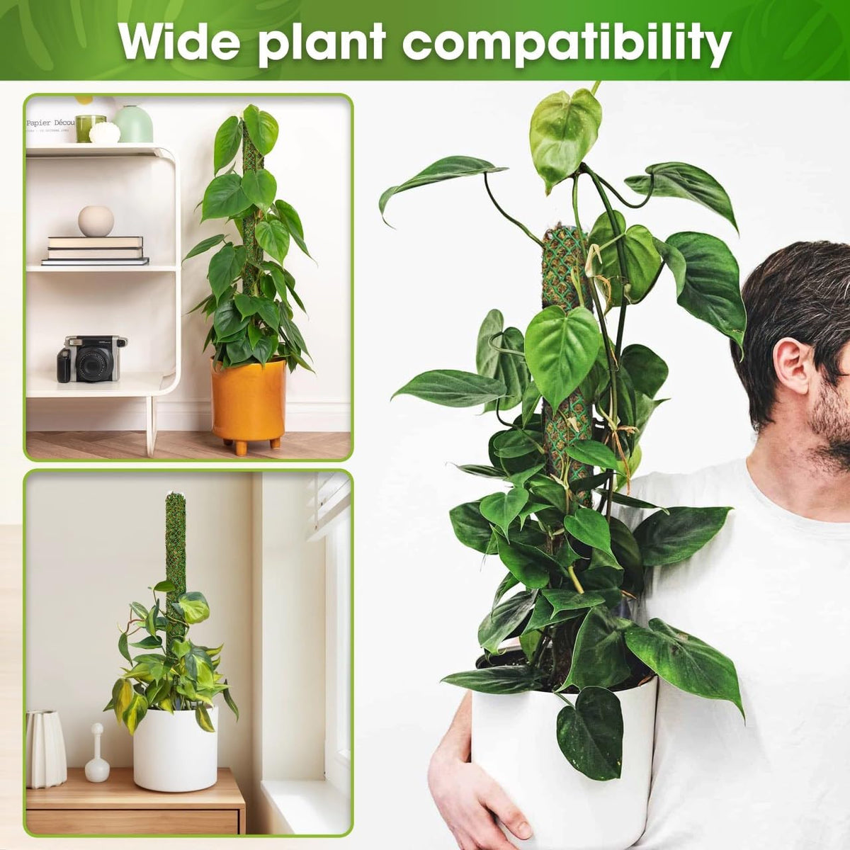 Duspro climbing stake fits philodendron, money tree, ivy and more.