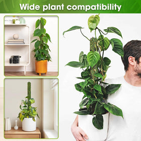 Duspro climbing stake fits philodendron, money tree, ivy and more.