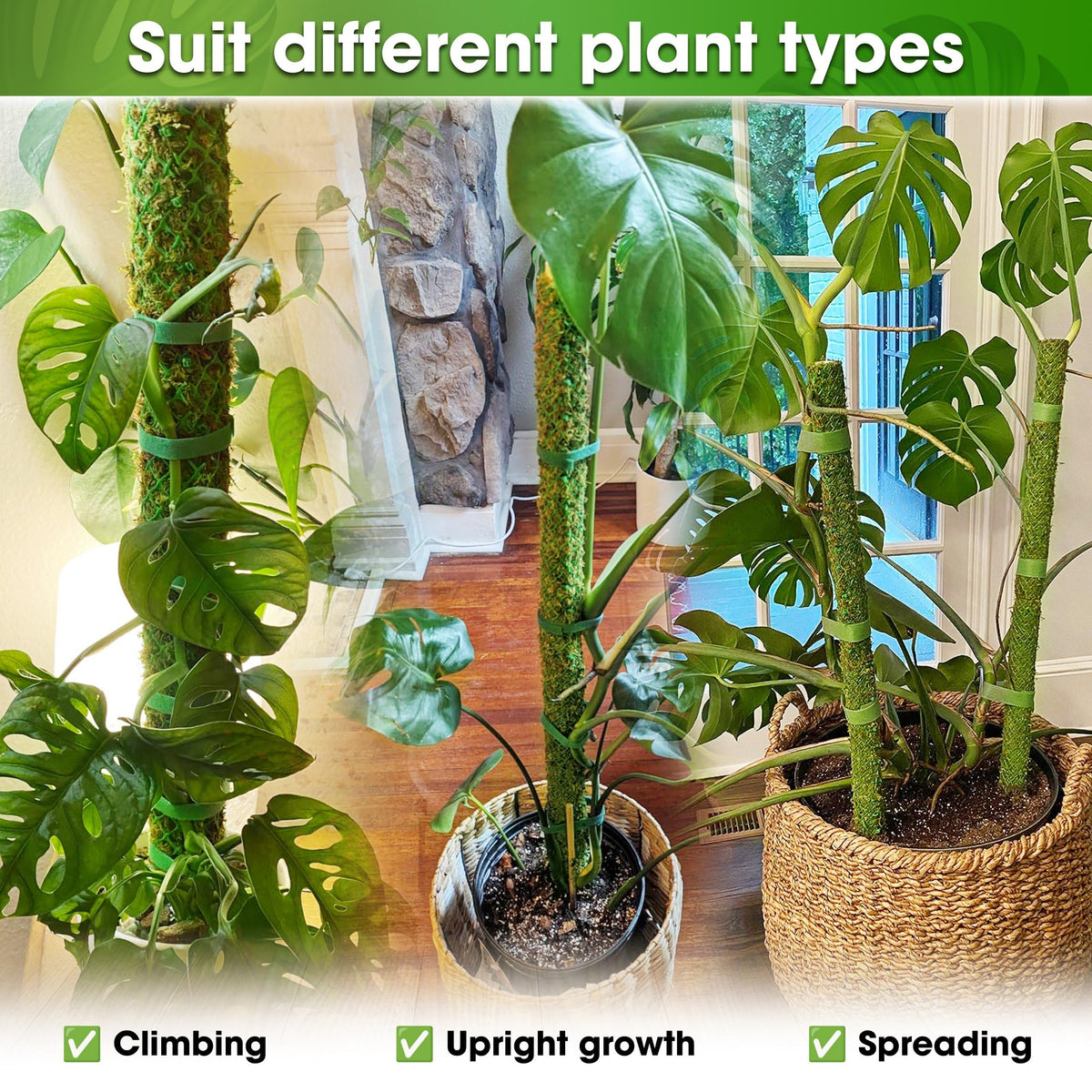 Duspro climbing plants moss pole ideal for philodendron and pothos varieties.