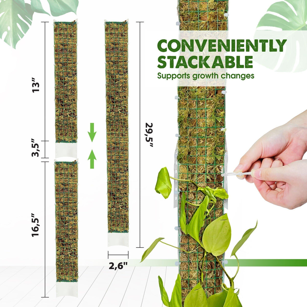 Duspro moss pole back curve maintains moisture while letting you monitor root growth.
