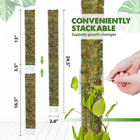 Duspro moss pole back curve maintains moisture while letting you monitor root growth.