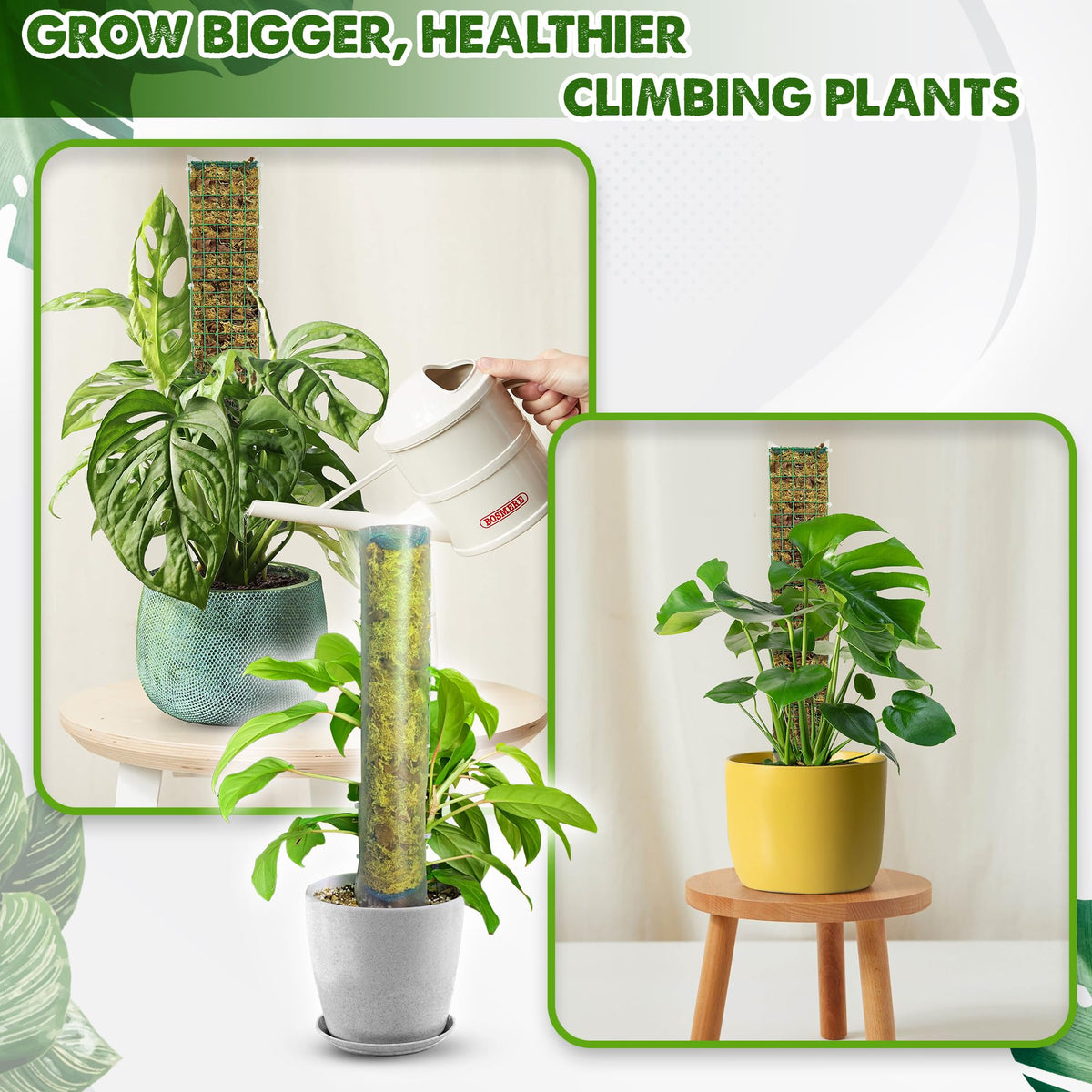 Duspro includes forest moss and pine bark growing medium for a healthy root environment.