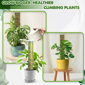 Duspro includes forest moss and pine bark growing medium for a healthy root environment.
