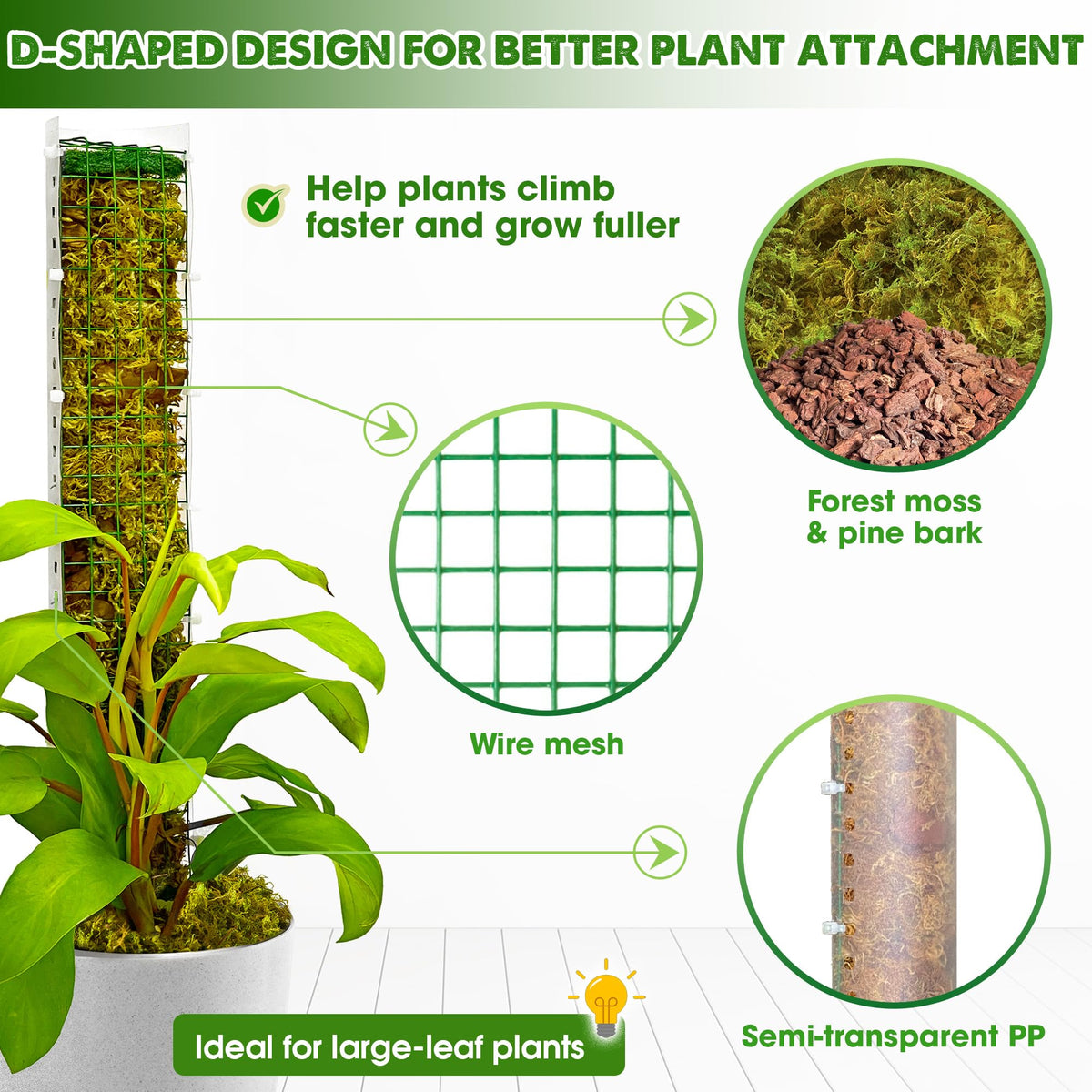Duspro D-shaped moss pole provides sturdy support for climbing plants like Satin Pothos and Philodendron.