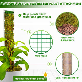 Duspro D-shaped moss pole provides sturdy support for climbing plants like Satin Pothos and Philodendron.