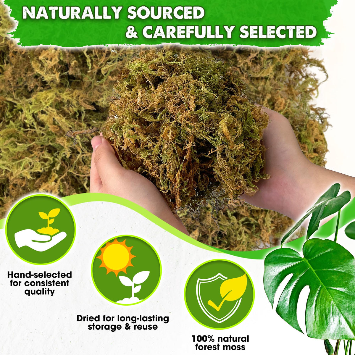 Duspro forest moss for orchid potting promotes moisture retention without waterlogging.