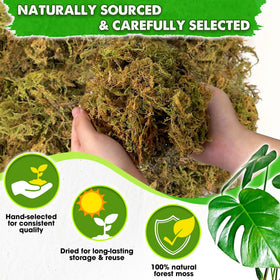 Duspro forest moss for orchid potting promotes moisture retention without waterlogging.