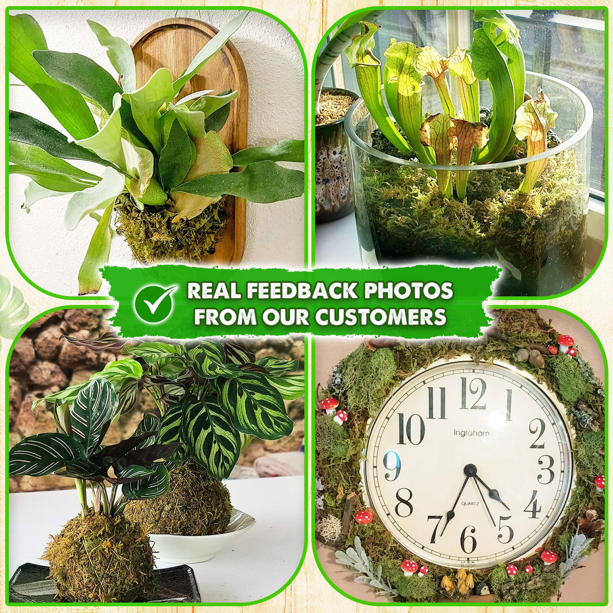 Duspro forest moss packaging shows 280g bulk moss ready for use.