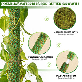Duspro sturdy indoor climbing plant stake setup for neat growth.