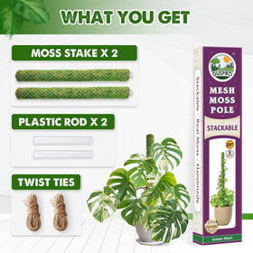 Indoor plant staging with Duspro moss poles enhancing aesthetics and support.