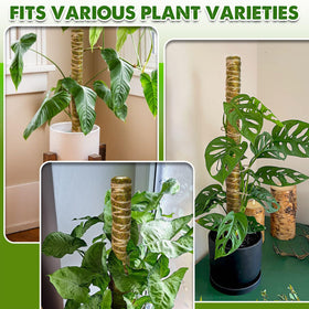 Duspro monstera stake in natural moss enhances support and decor