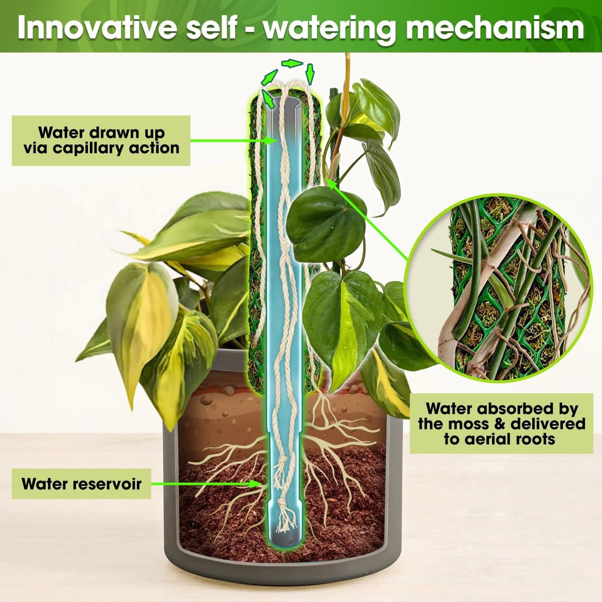 Duspro moss pole with aerial roots reservoir supports aerial roots hydration and steady growth.